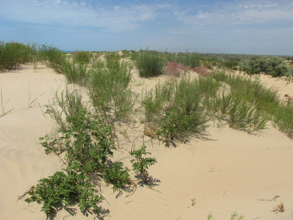 Витязевская коса, image of landscape/habitat.