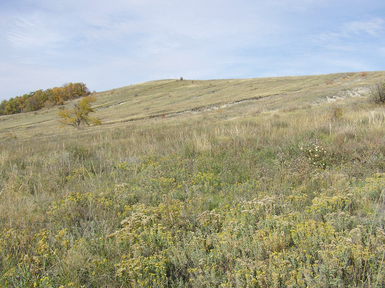 Буркин Буерак, image of landscape/habitat.