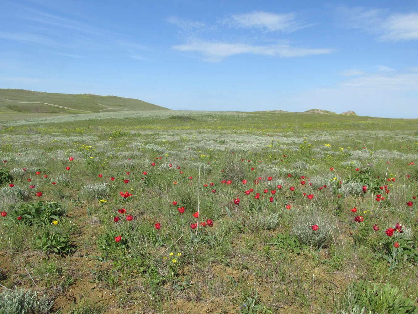 Караларская степь, image of landscape/habitat.