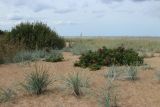 Большая Ижора, image of landscape/habitat.