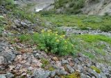 Кершор, image of landscape/habitat.