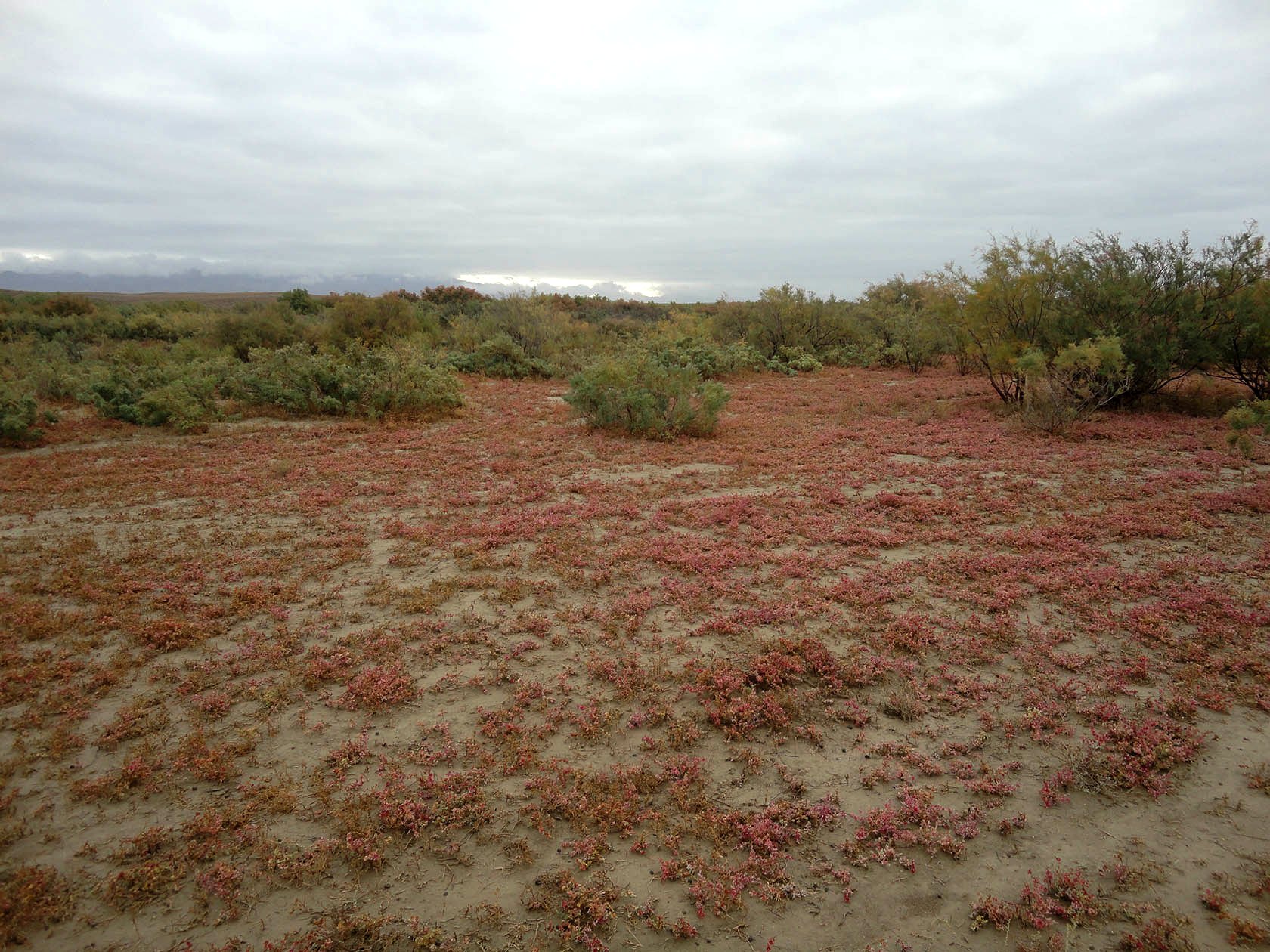 Акгая, image of landscape/habitat.