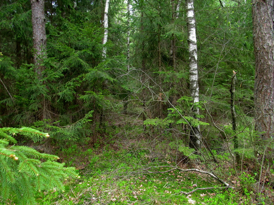 Верховое болото, image of landscape/habitat.