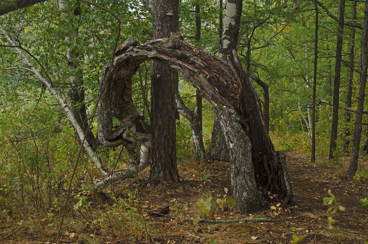 Мурадымовское ущелье, image of landscape/habitat.