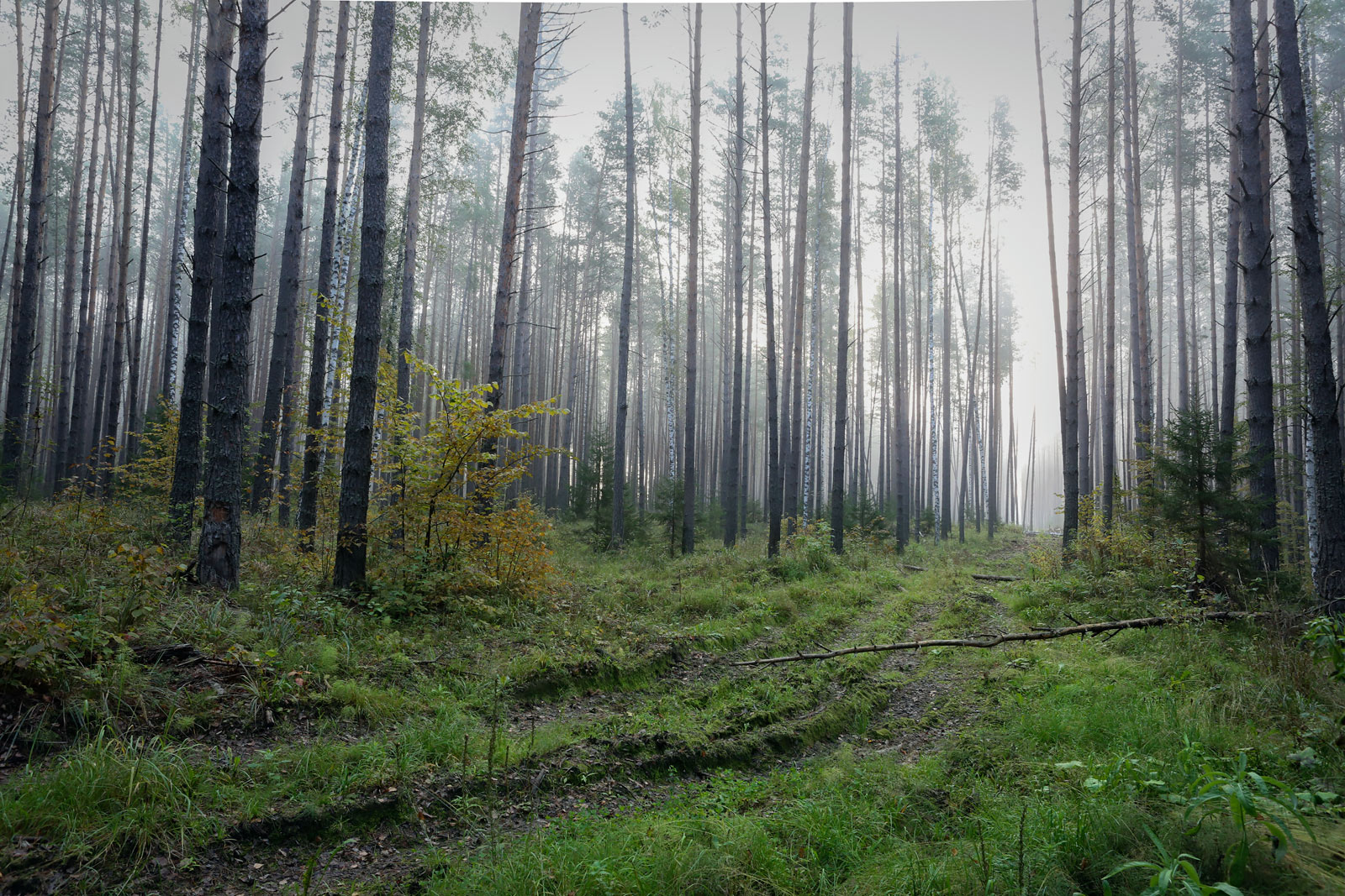 Кунчурихинский бор, image of landscape/habitat.