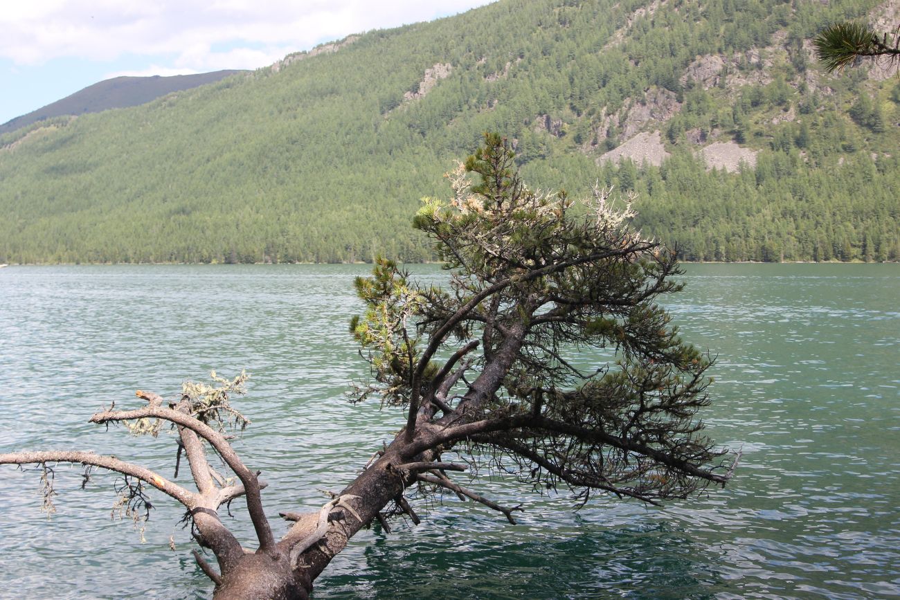 Нижнее Мультинское озеро, image of landscape/habitat.