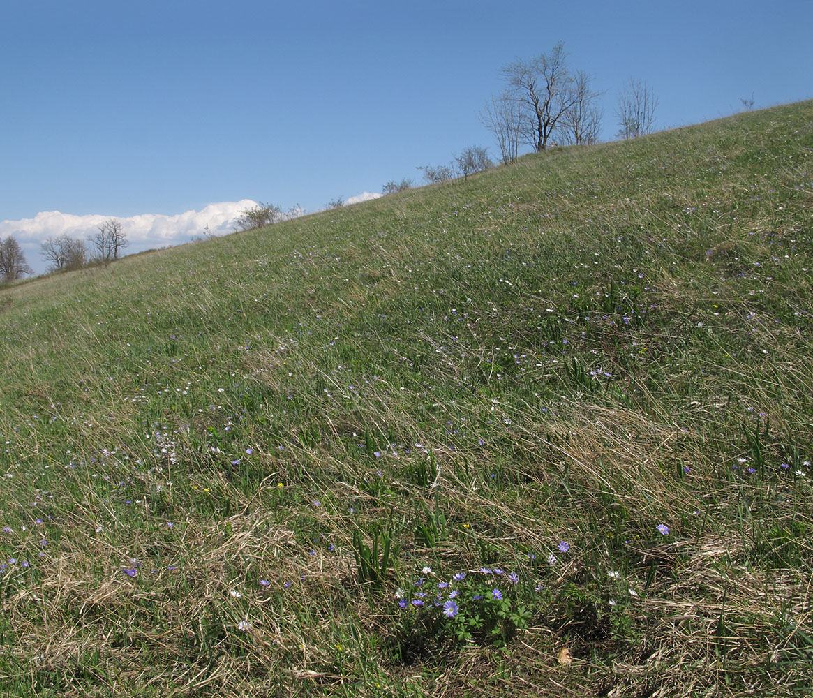 Гора Рябкова, image of landscape/habitat.