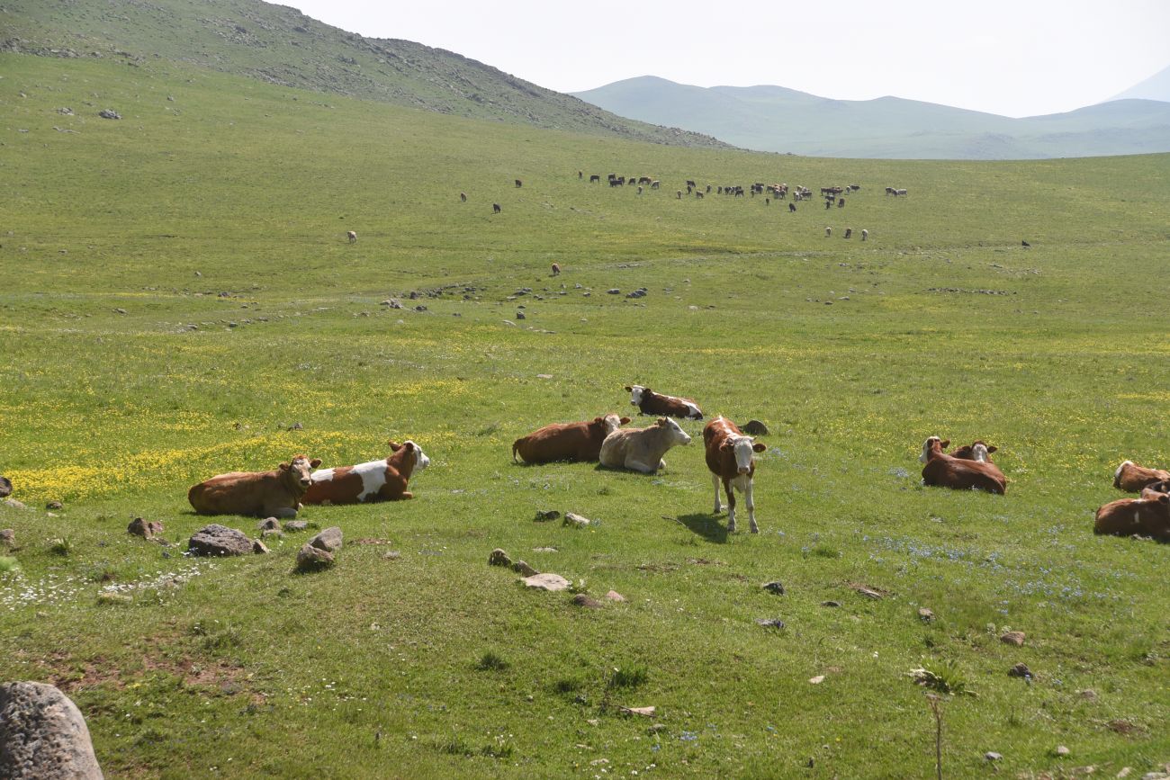 Локальный перевал, image of landscape/habitat.