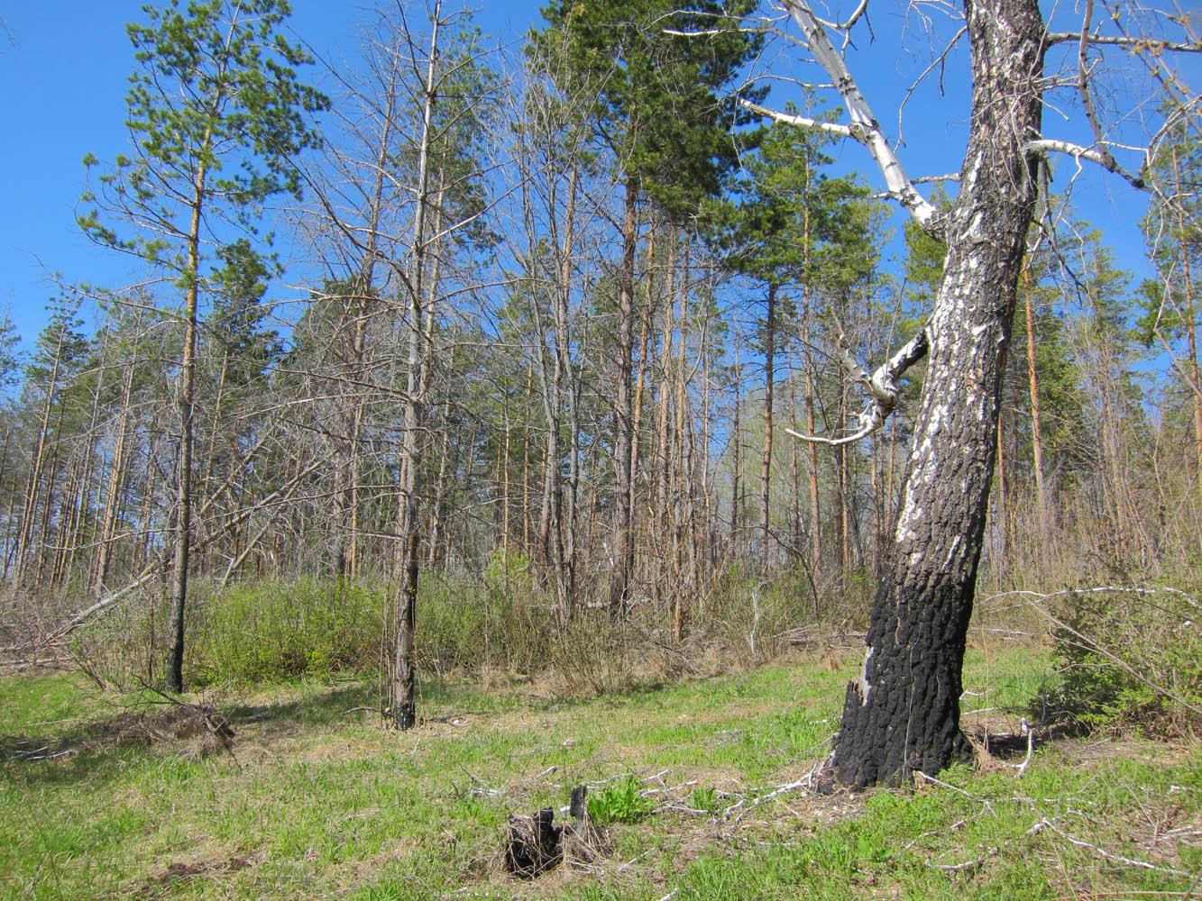 Горелый лес, image of landscape/habitat.