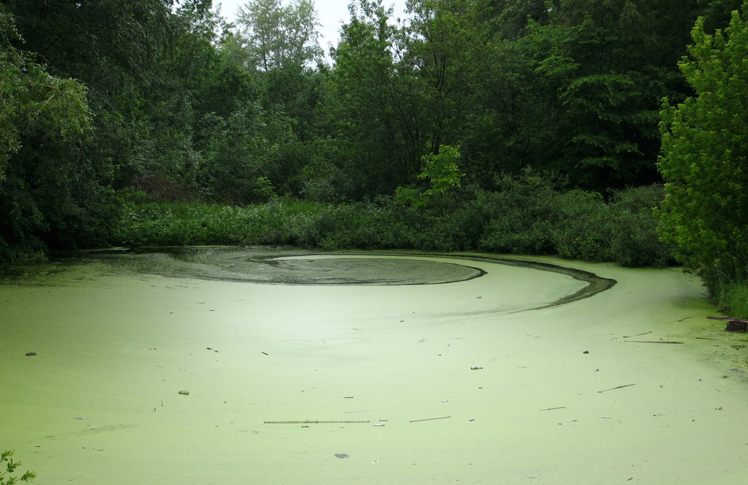 Левый берег реки Волга, image of landscape/habitat.
