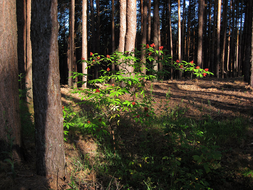 Танайский лес, image of landscape/habitat.