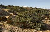 Image of landscape