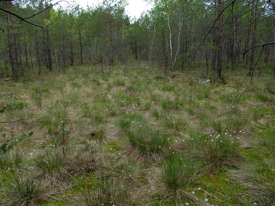 Верховое болото, image of landscape/habitat.