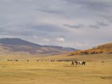 Окрестности озера Даян-Нур, image of landscape/habitat.