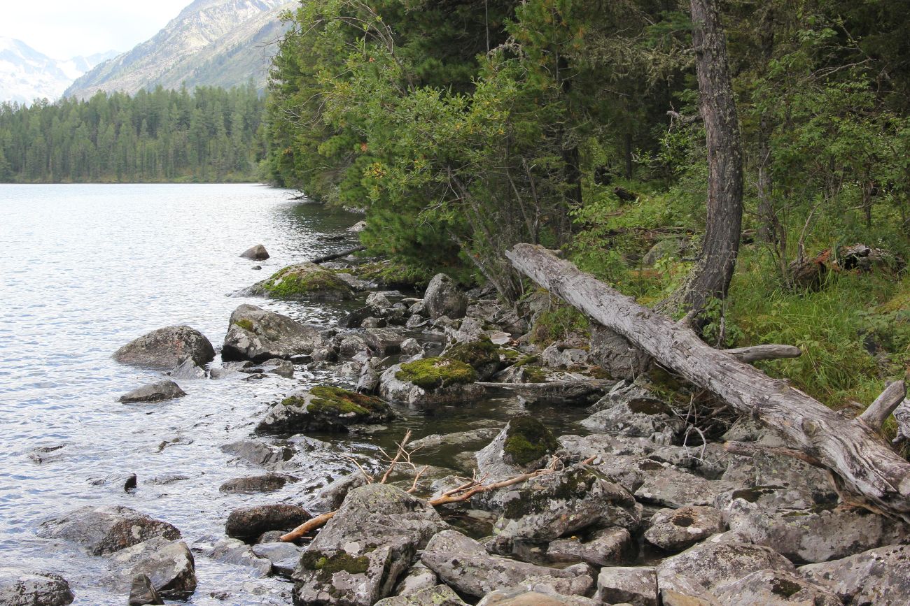 Нижнее Мультинское озеро, image of landscape/habitat.