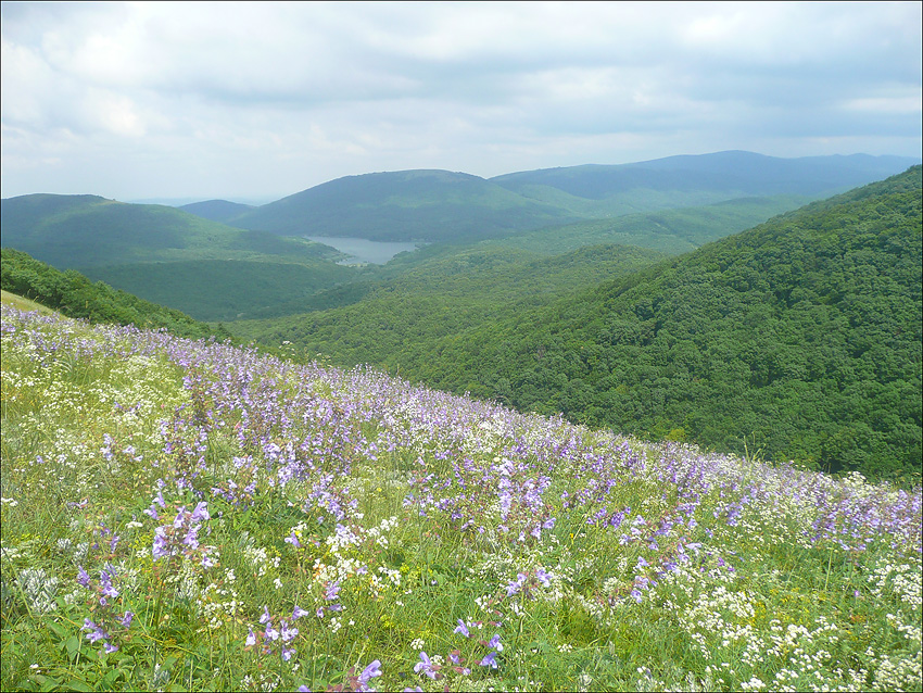 Вершина 462, image of landscape/habitat.