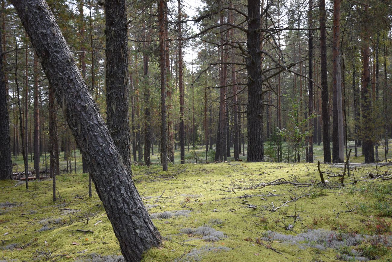 Окрестности устья реки Вига, image of landscape/habitat.