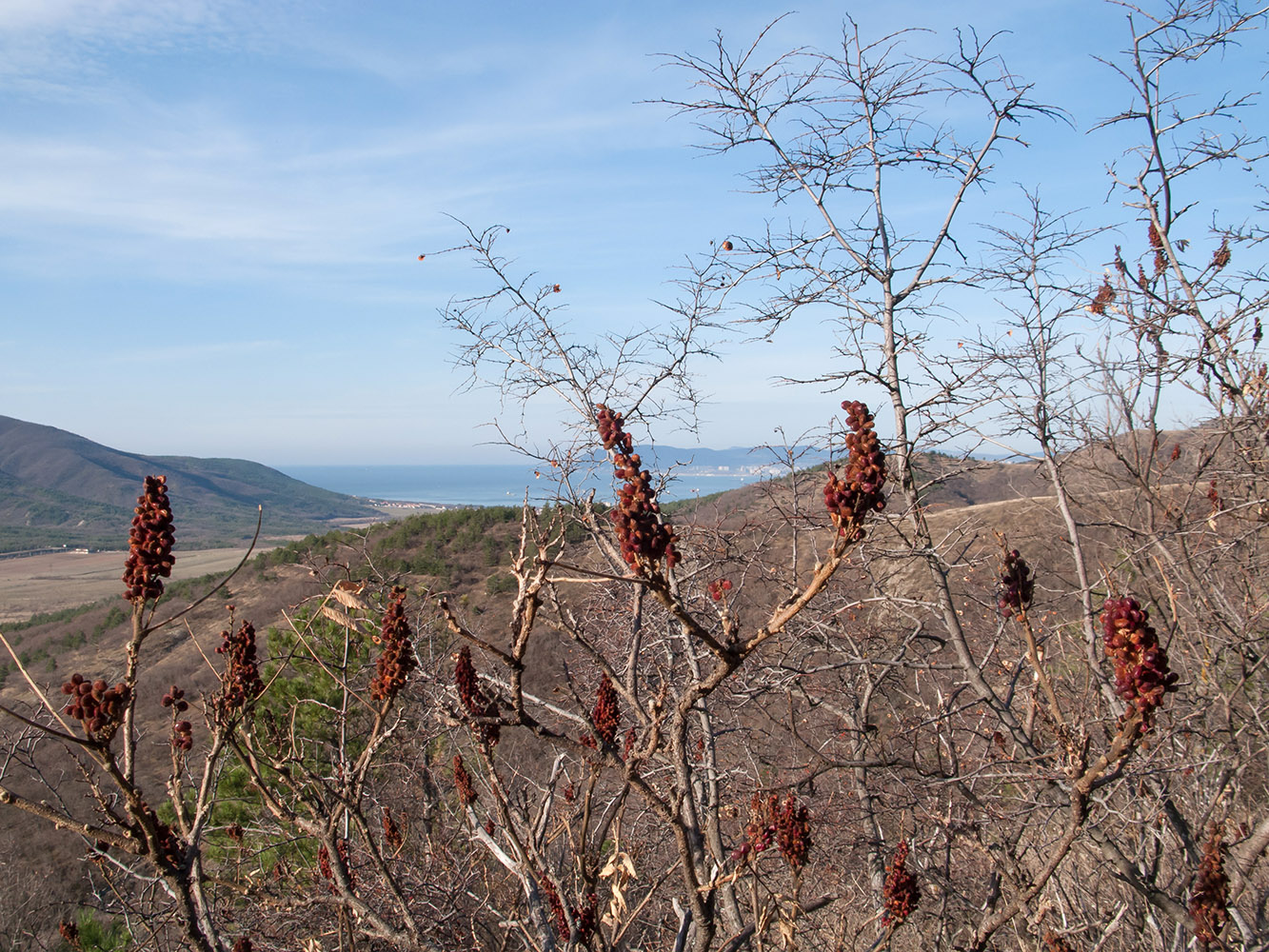 Урочище Солдатский Бугор, image of landscape/habitat.