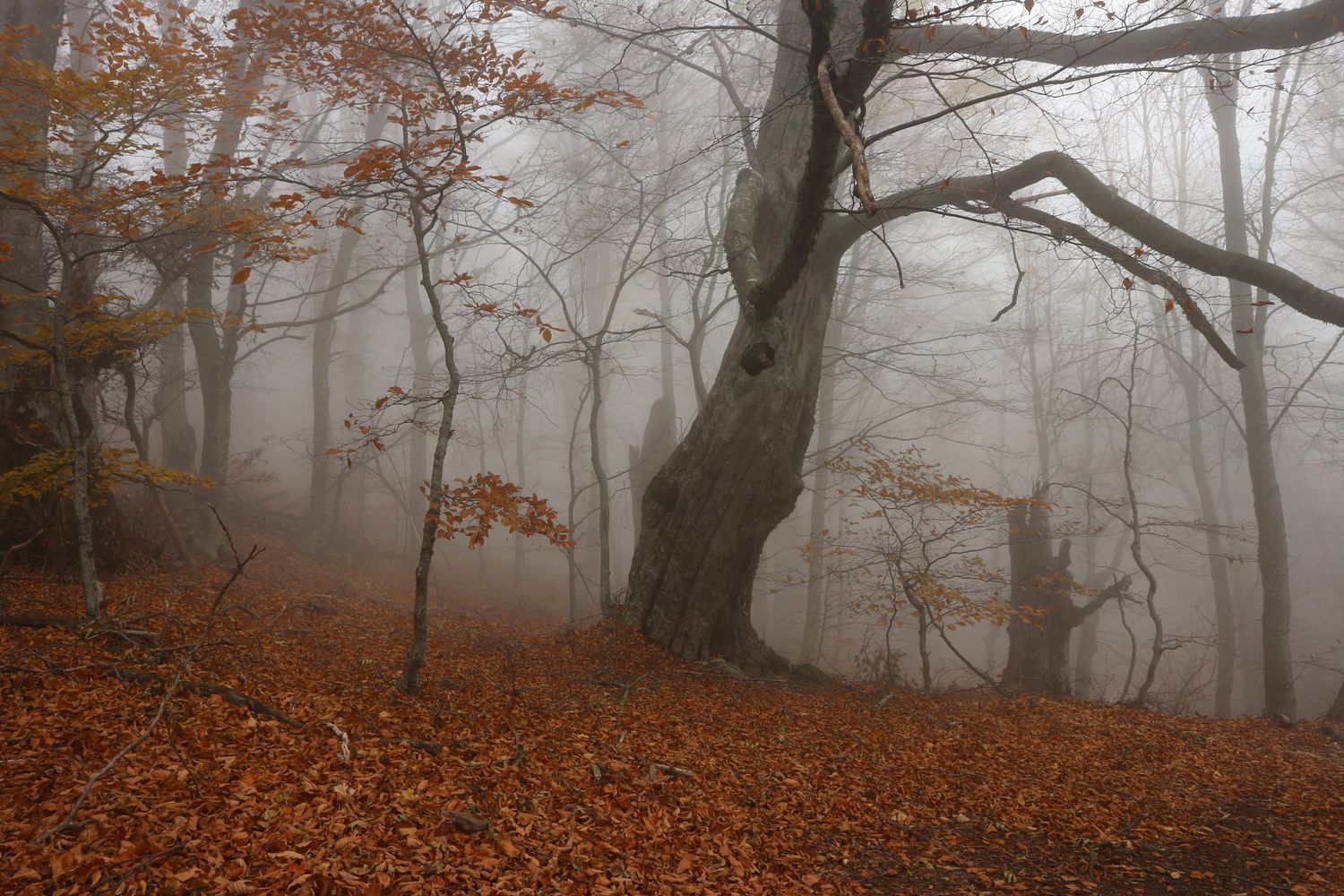 Перья Хапхала, image of landscape/habitat.