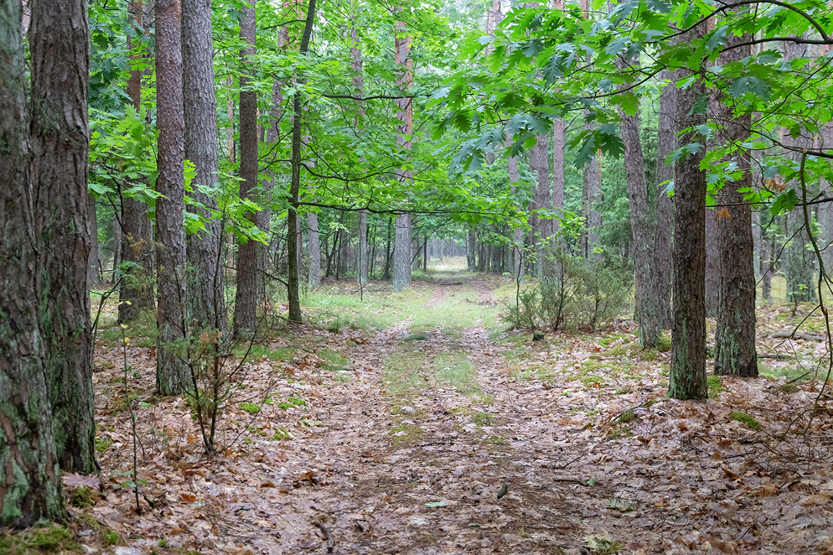 Бобинка и окрестности, image of landscape/habitat.