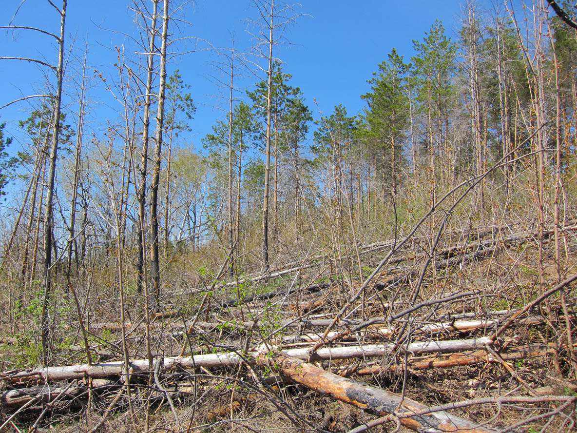 Горелый лес, image of landscape/habitat.