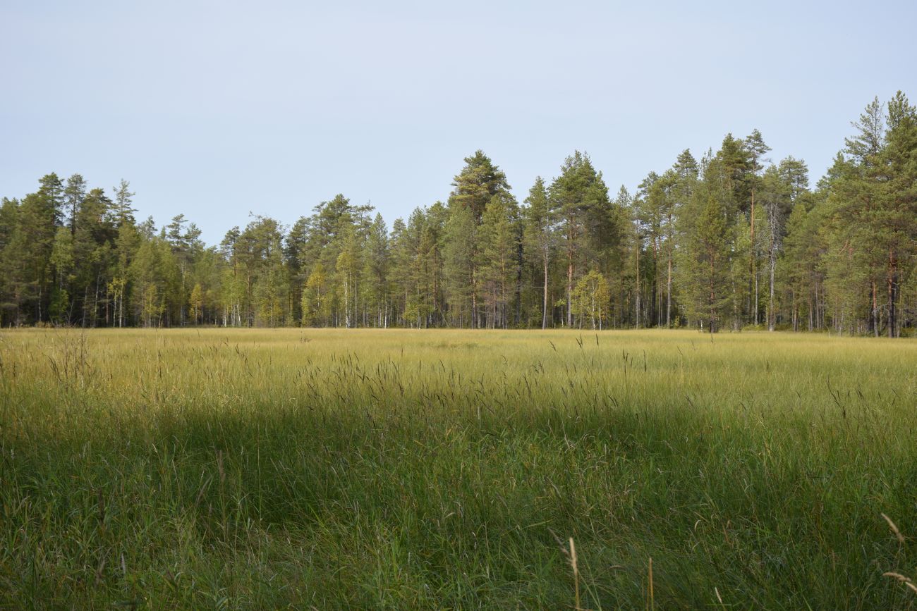 Окрестности устья реки Вига, image of landscape/habitat.