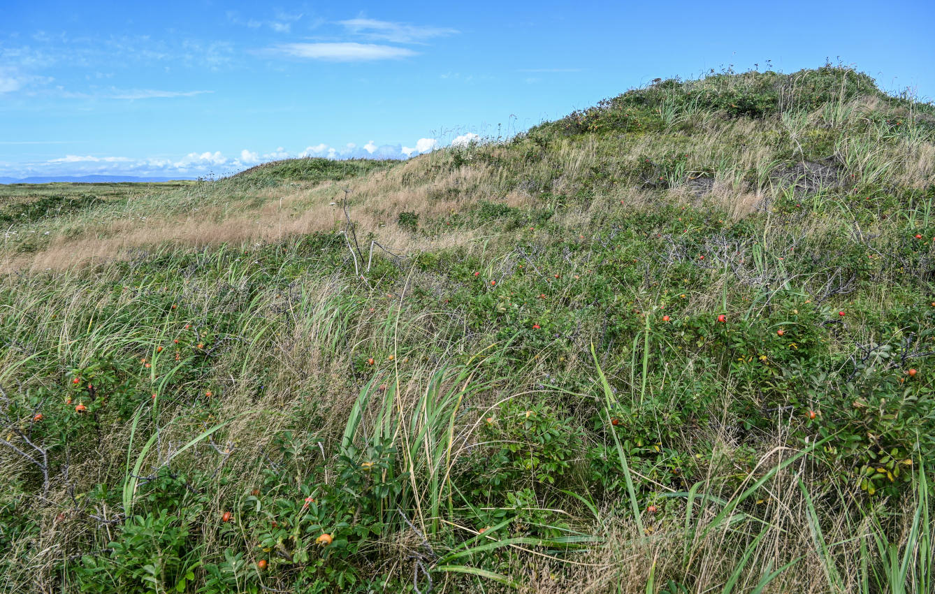 Озеро Буссе, image of landscape/habitat.
