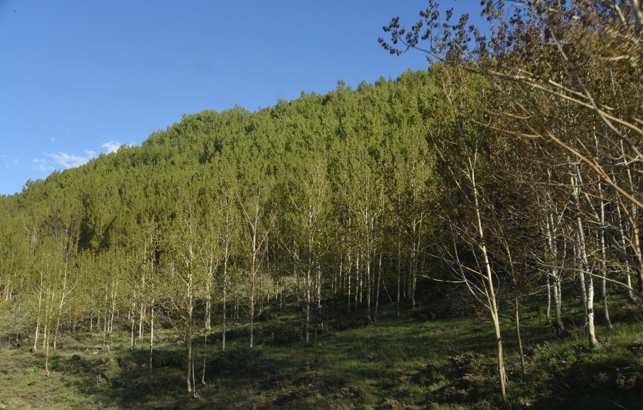 Окрестности озера Ылы, изображение ландшафта.