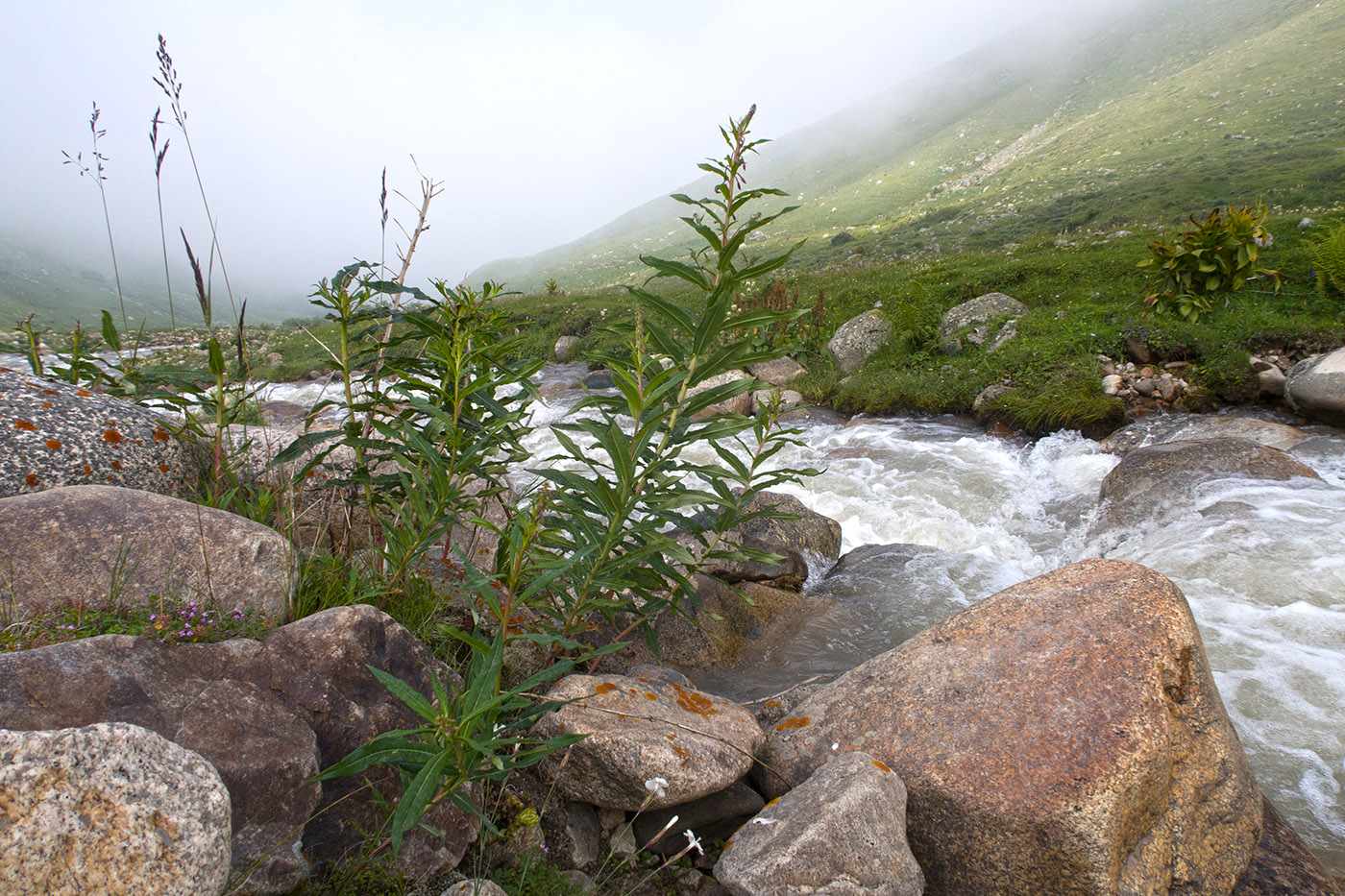 Чайнашки, image of landscape/habitat.