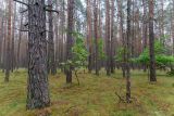 Бобинка и окрестности, image of landscape/habitat.