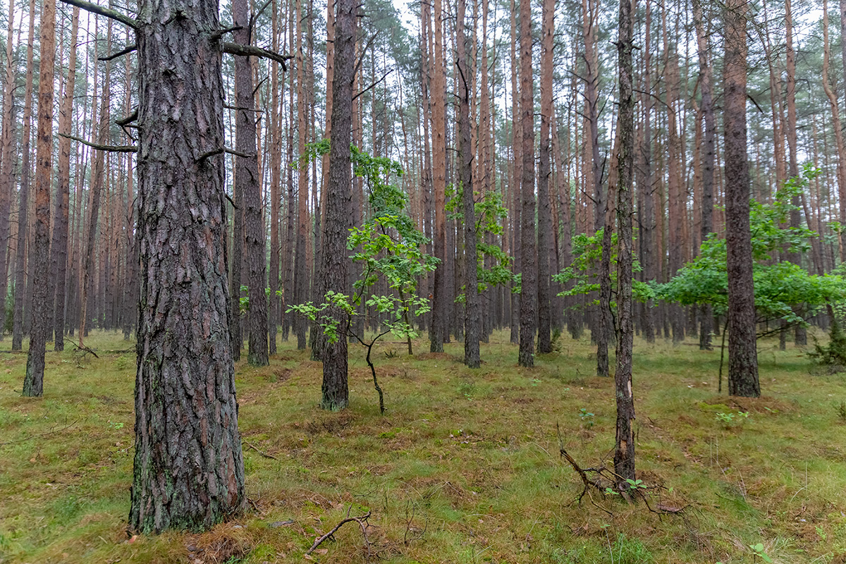 Бобинка и окрестности, image of landscape/habitat.