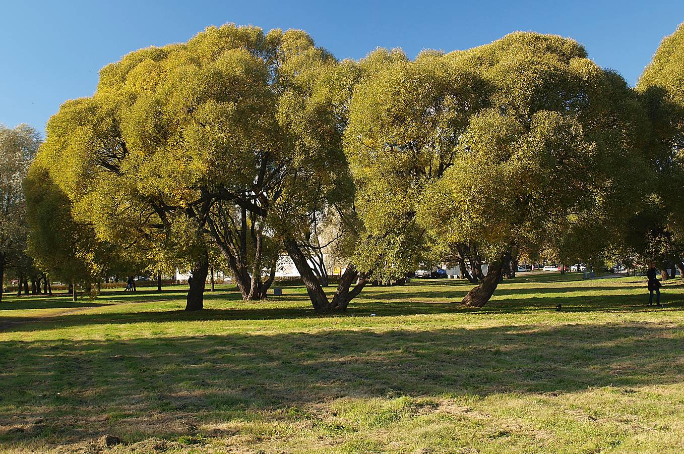 Пустырь на Академической, image of landscape/habitat.