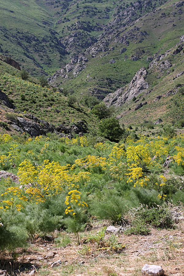 Горы Алатау, image of landscape/habitat.