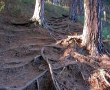 Танайский лес, image of landscape/habitat.