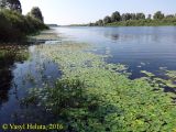 Левый берег Десны, image of landscape/habitat.