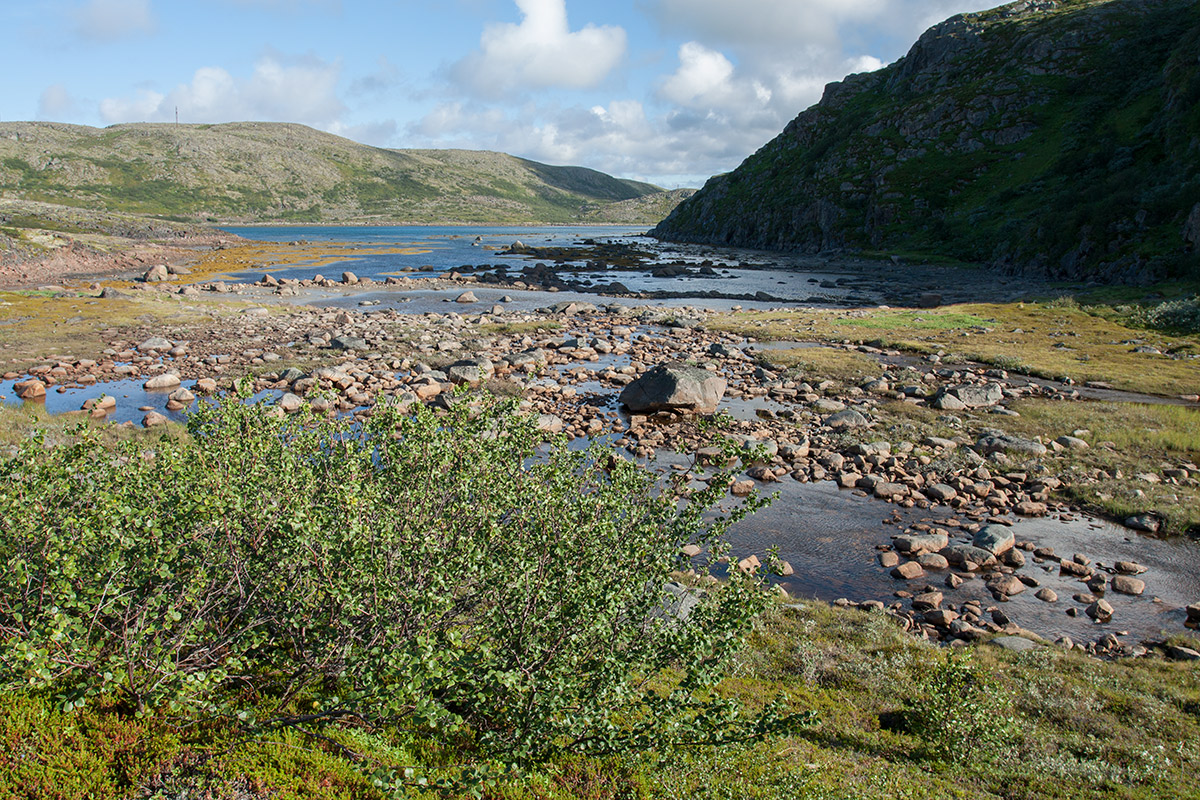 Устье Столбового ручья, image of landscape/habitat.