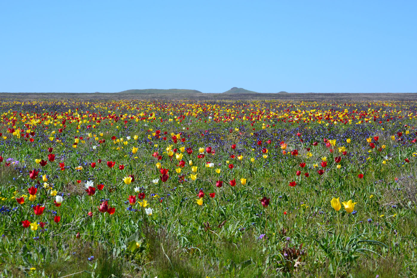 Урочище Латы (оз Узунлар), image of landscape/habitat.