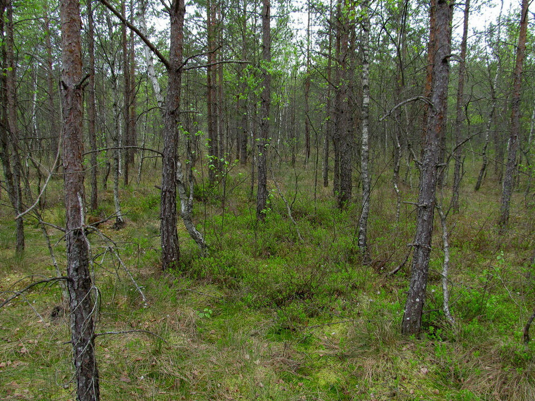 Верховое болото, image of landscape/habitat.