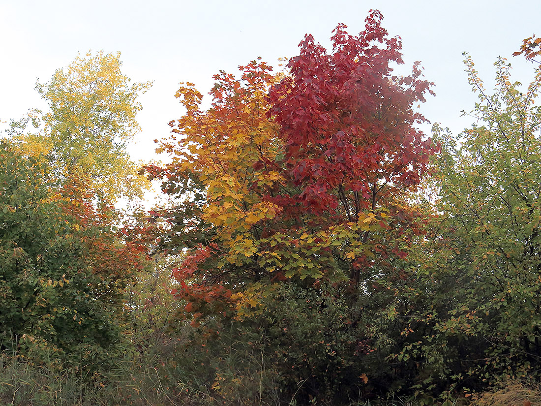 Верхняя Терраса и окрестности, image of landscape/habitat.