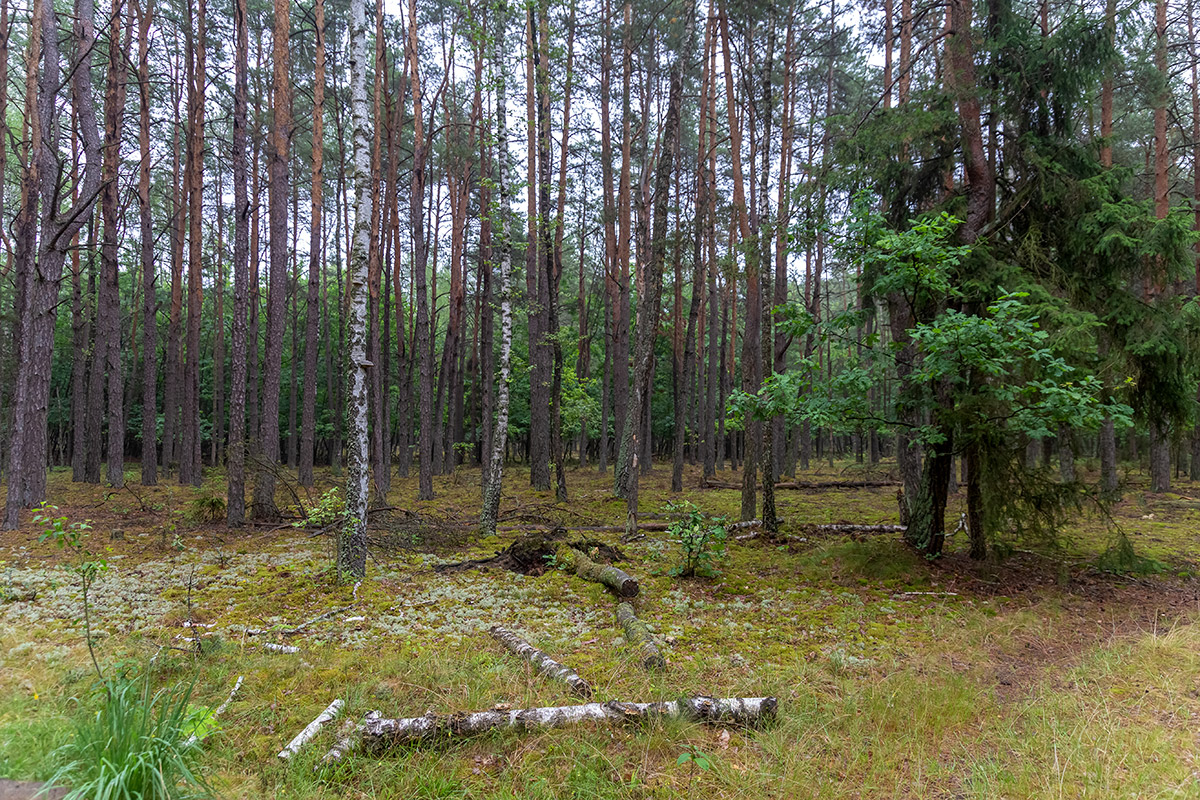 Бобинка и окрестности, image of landscape/habitat.