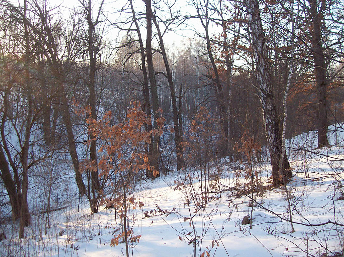 Нележ, image of landscape/habitat.