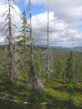 Мончегорск, image of landscape/habitat.