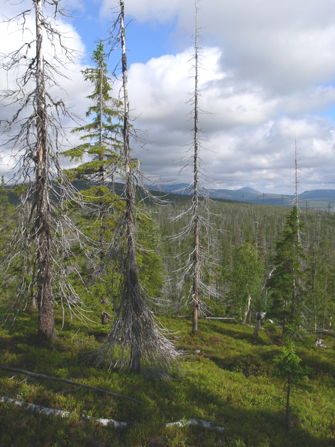 Мончегорск, image of landscape/habitat.