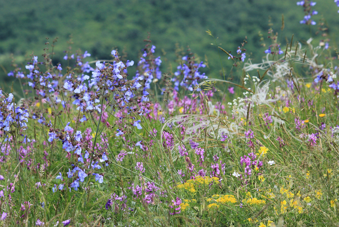 Нексис, image of landscape/habitat.