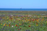 Урочище Латы (оз Узунлар), image of landscape/habitat.