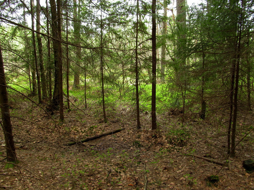 Верховое болото, image of landscape/habitat.