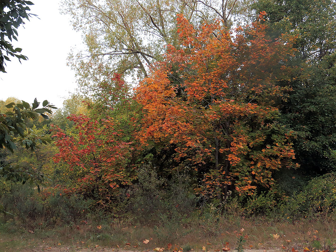 Верхняя Терраса и окрестности, image of landscape/habitat.