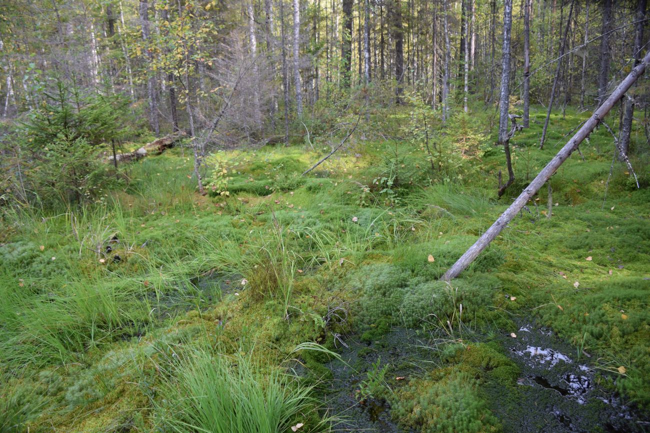 Окрестности устья реки Вига, image of landscape/habitat.