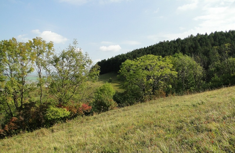 Урочище "Лыса гора", изображение ландшафта.