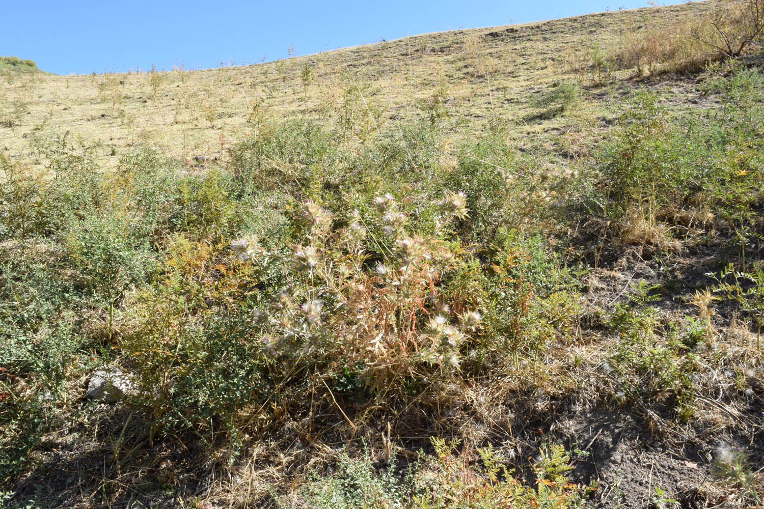 Гора Кунгирбука, image of landscape/habitat.